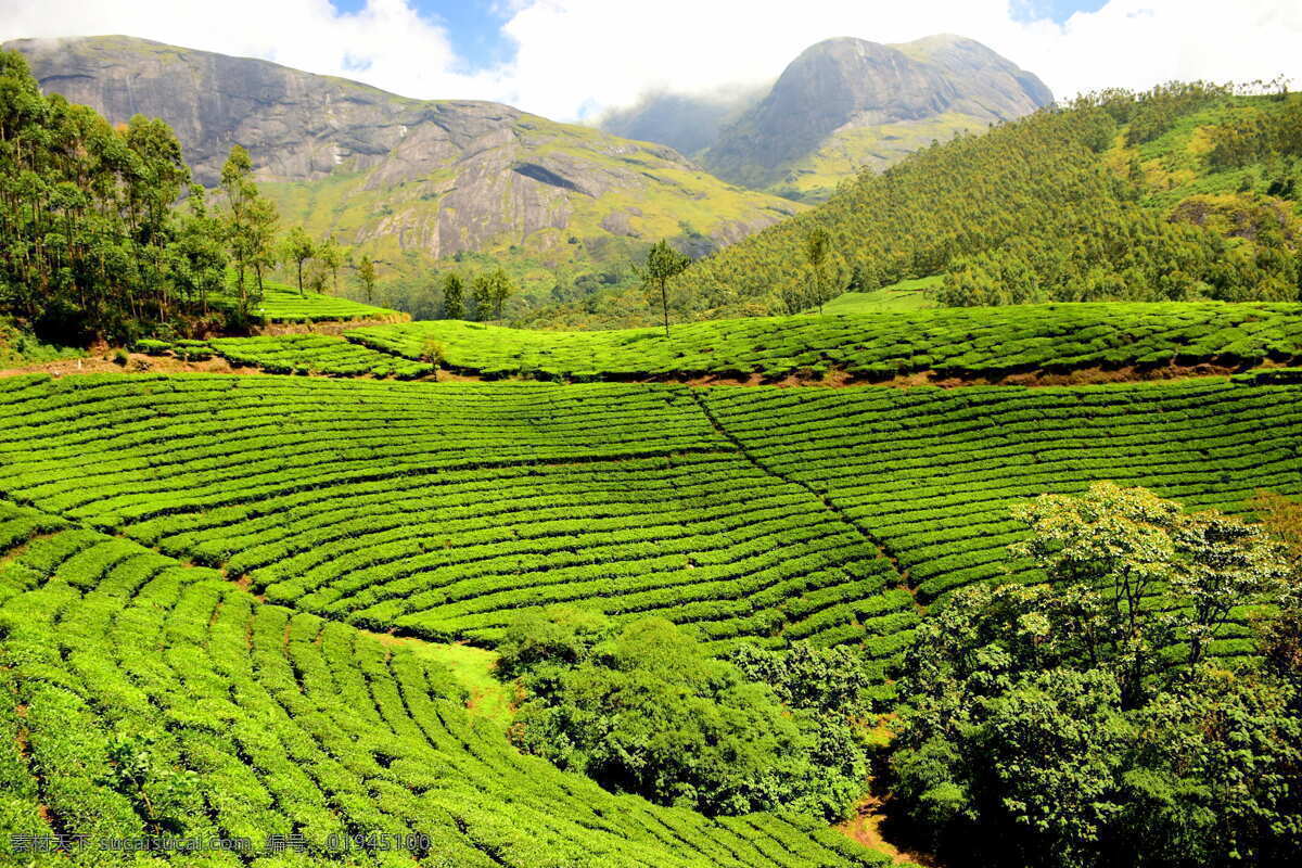 茶树茶田美景 茶树 茶田 茶叶 田园风光 生物世界 花草