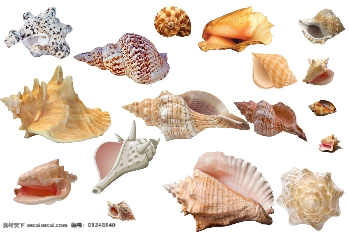 海螺 透明素材 png抠图 螺丝 扇贝 贝壳 海贝 沙滩 鱼虾 贝类水生物 生物世界 海洋生物 非 原创 透明 合 辑 分层