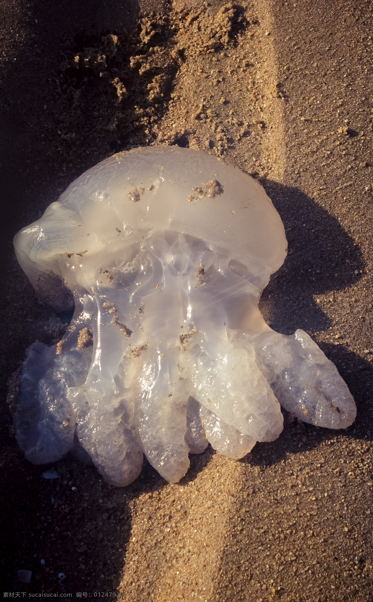 干涸 海床 上 留下 水母 透明 白色 动物 晶莹 黄沙 千库原创