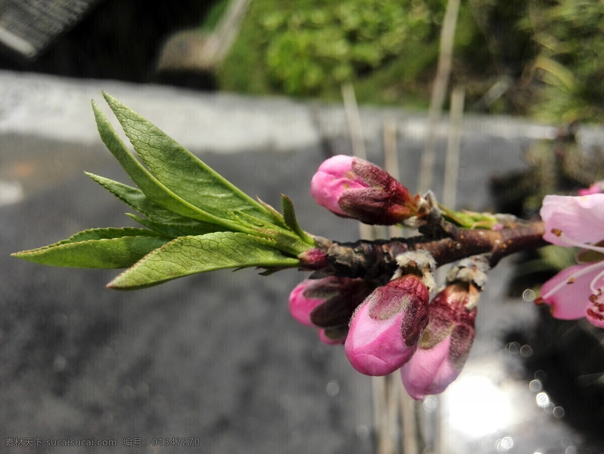 桃花 花 花苞 桃叶 木 生物世界 树木树叶