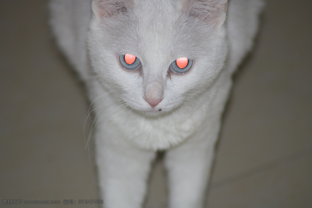 猫 小猫 可爱 宠物 动物 猫咪 毛绒 猫爬架 萌宠 太极猫 中华田园猫 华夏帝王猫 土猫 捉老鼠 tom cat 朕 生物世界 家禽家畜