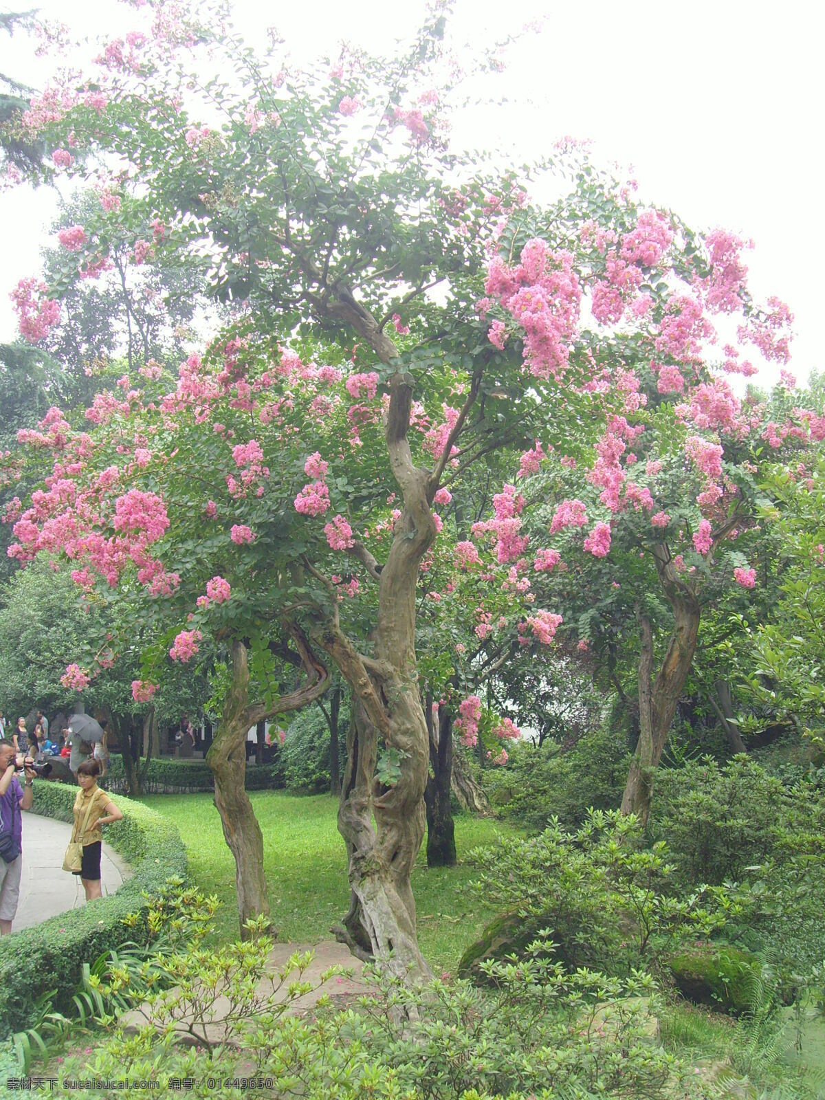 紫薇花 粉色 花朵 古树 春天 繁花 公园 花草 生物世界