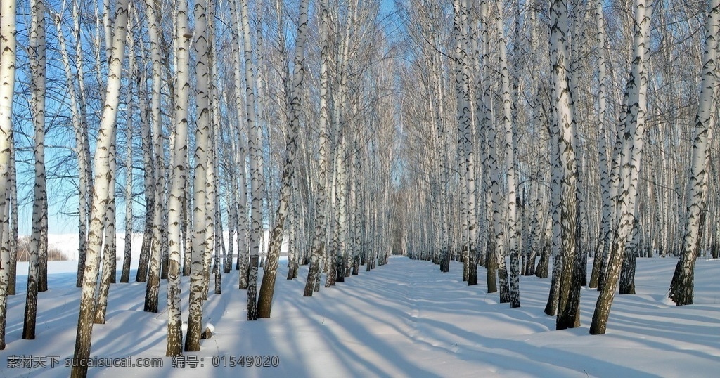 雪 白桦林 雪地 植物 冬季 自然景观 自然风景
