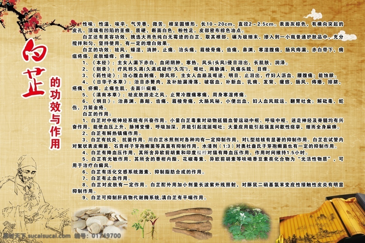 白芷作用 白芷 中医 中医养生 中国风背景 药材白芷价值 白芷功效 黄色