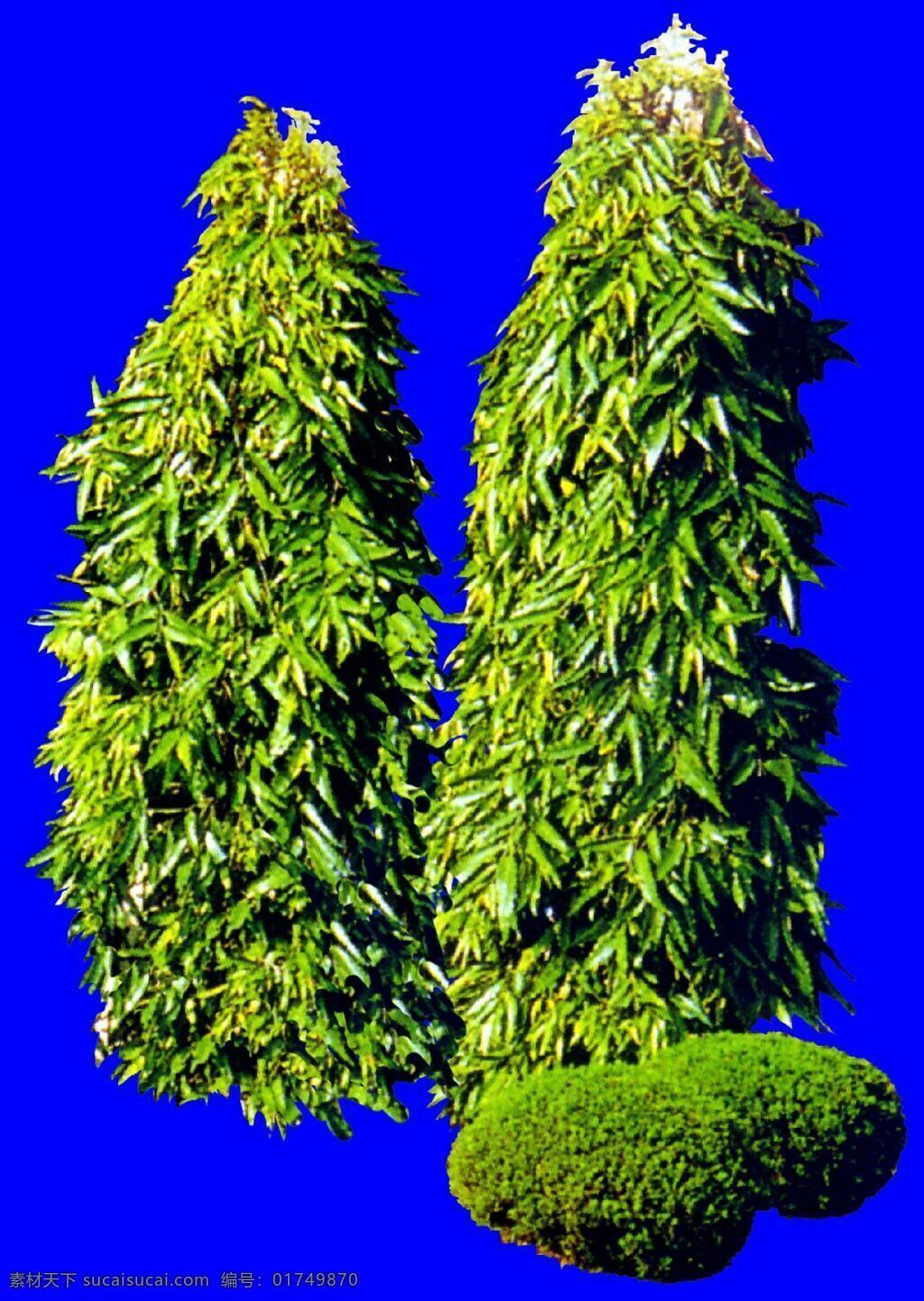 灌木 植物 贴图素材 建筑装饰 1993 设计素材 蓝色