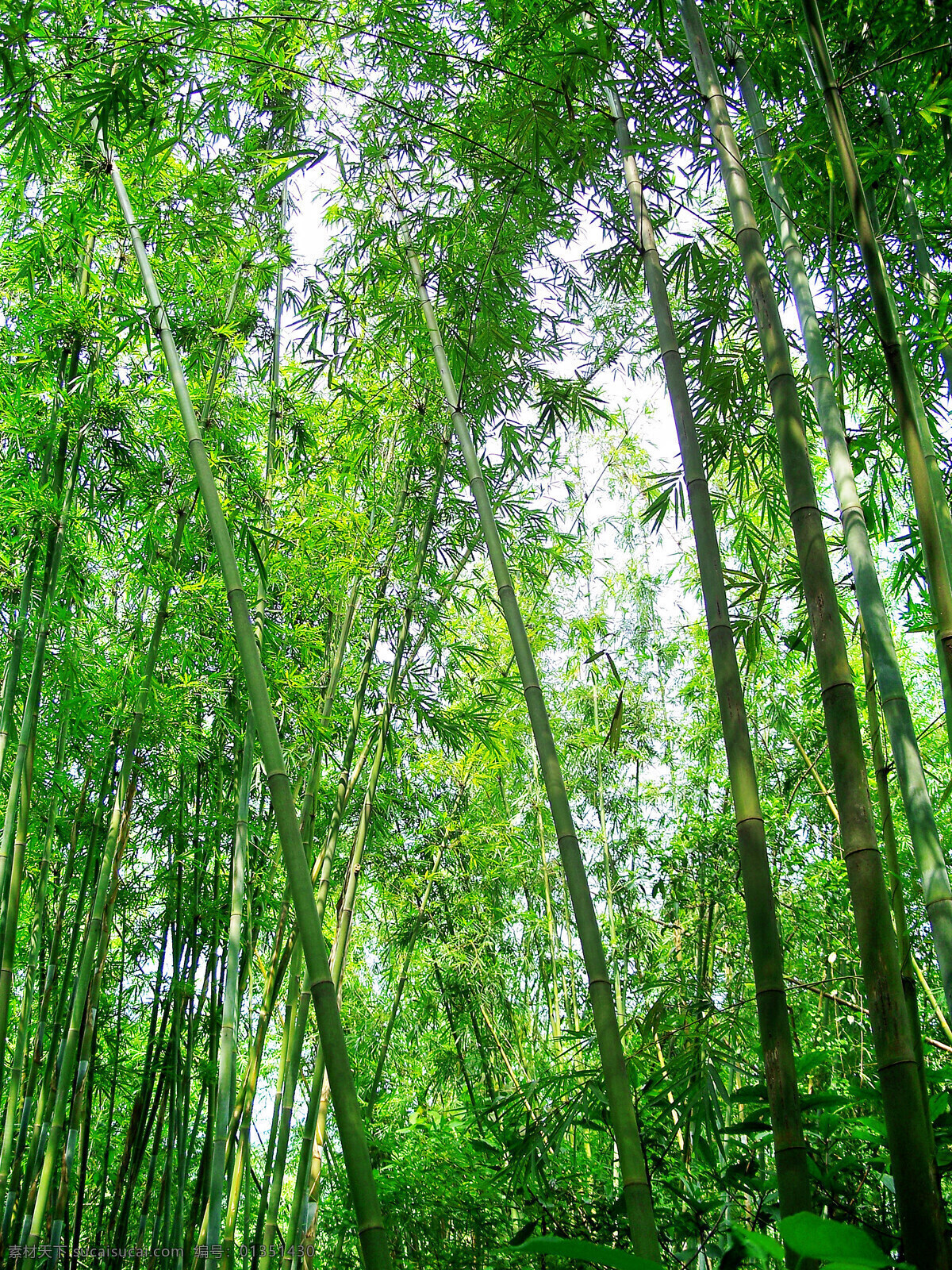 绿色竹海 竹林 山林 森林 竹子 绿色竹林 绿色竹子 竹林素材 林间小道 树林风光 山路 树林 绿色 照片 游玩 风景 自然景观 自然风景