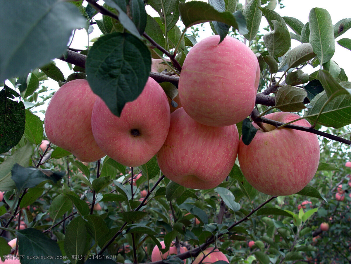 红富士苹果 红富士 苹果 树头 特写 生物世界 水果 摄影图库