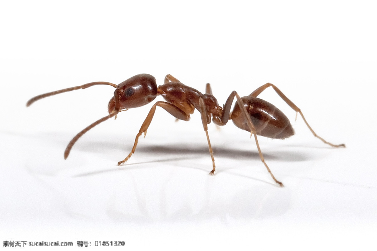 蚂蚁 红蚂蚁 蚂蚁图片 蚂蚁照片 昆虫 蚂蚁搬家虫子 小东西 生物世界