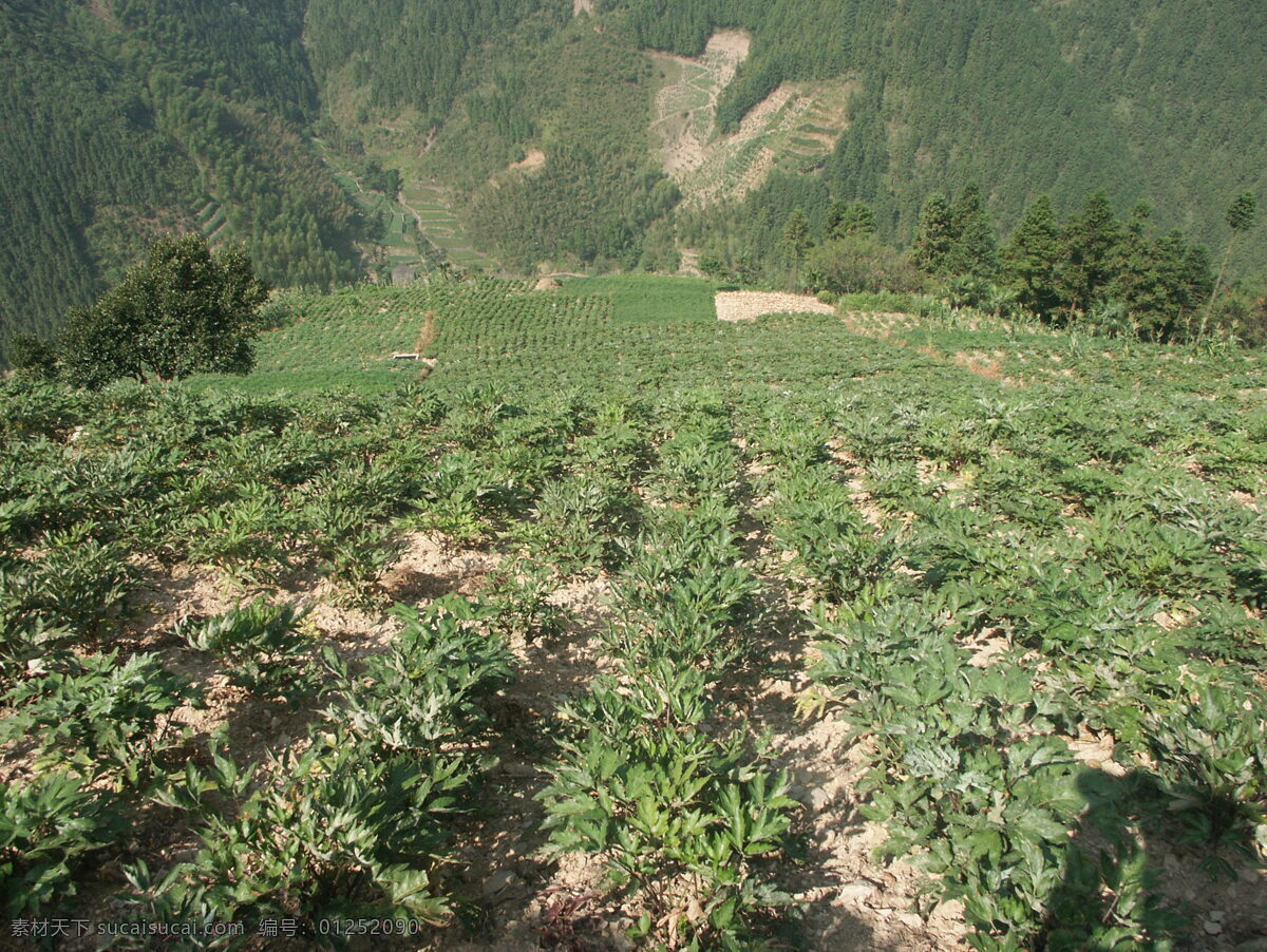 当归药材种植 千岛湖药材 日式当归 当归 中药材 种植 基地 药材种植 自然风景 自然景观