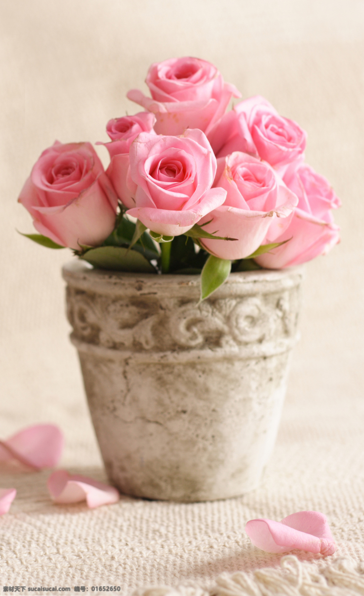 玫瑰花 花盆 花朵 美丽鲜花 花卉 花瓣 粉红玫瑰 花草树木 生物世界