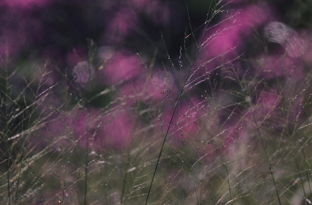 自然免费下载 花 花瓣 花草 花朵 花卉 花藤 花纹背景 花纹边框 自然