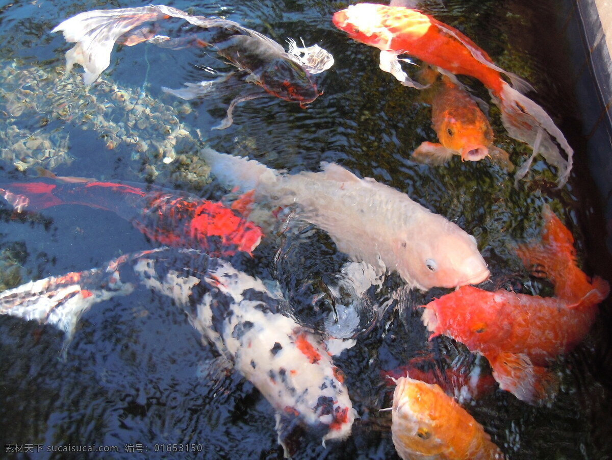 鱼塘 锦 鲤鱼 高清 水生动物 宠物鱼 观赏鱼 鱼群