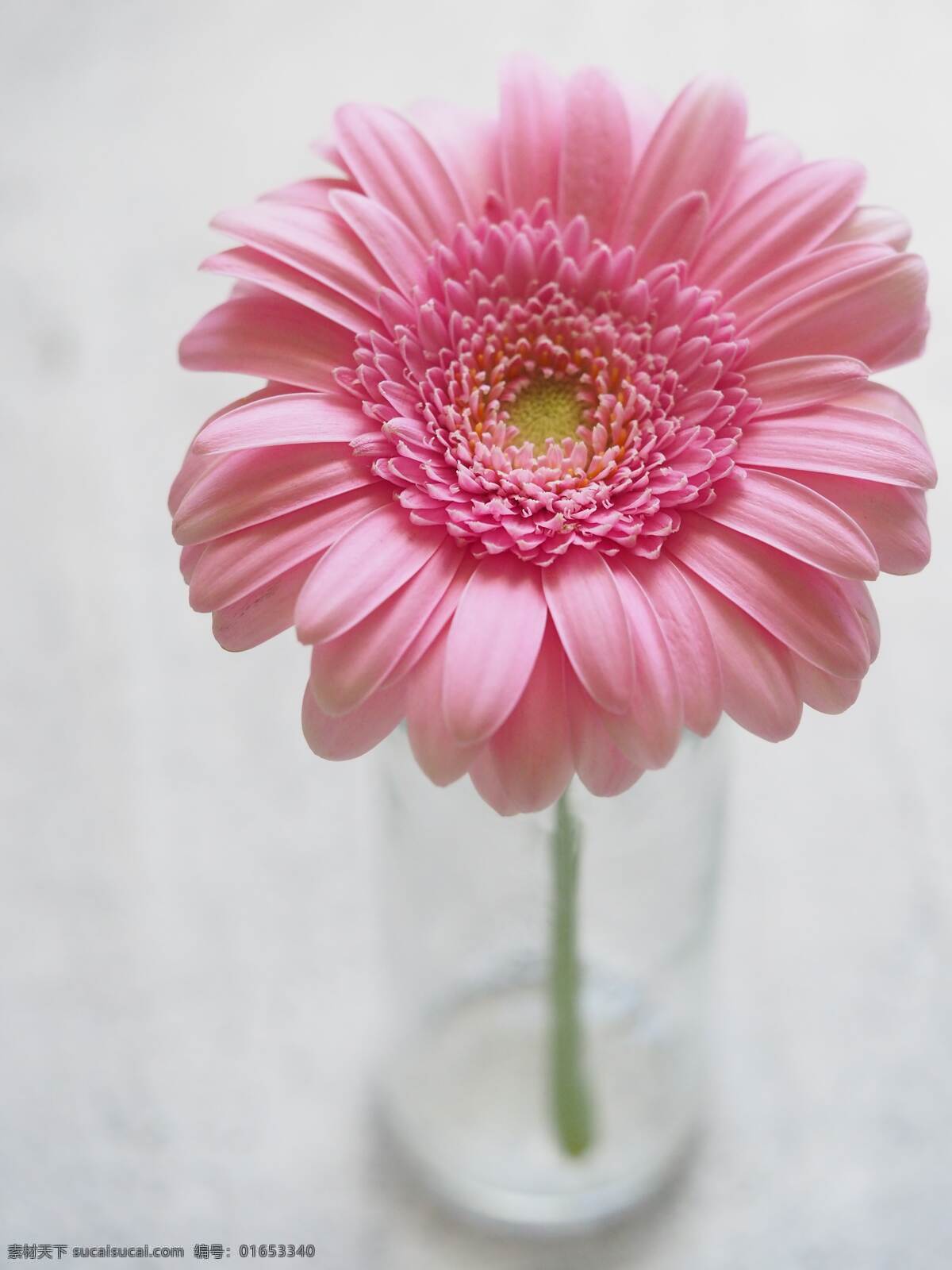 菊花 鲜花 花卉 花语 花艺 园艺 花朵 花瓣 生物世界 花草