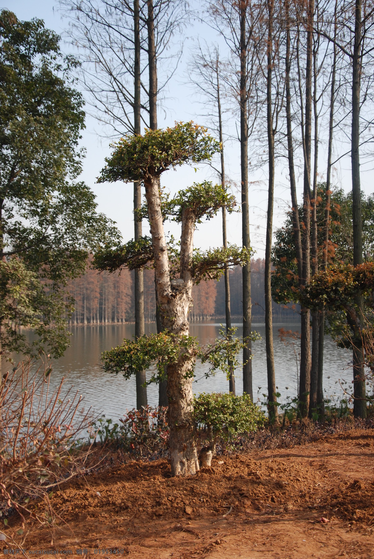 某植物 水杉树 水杉 水杉树叶 天空 树木树叶 生物世界