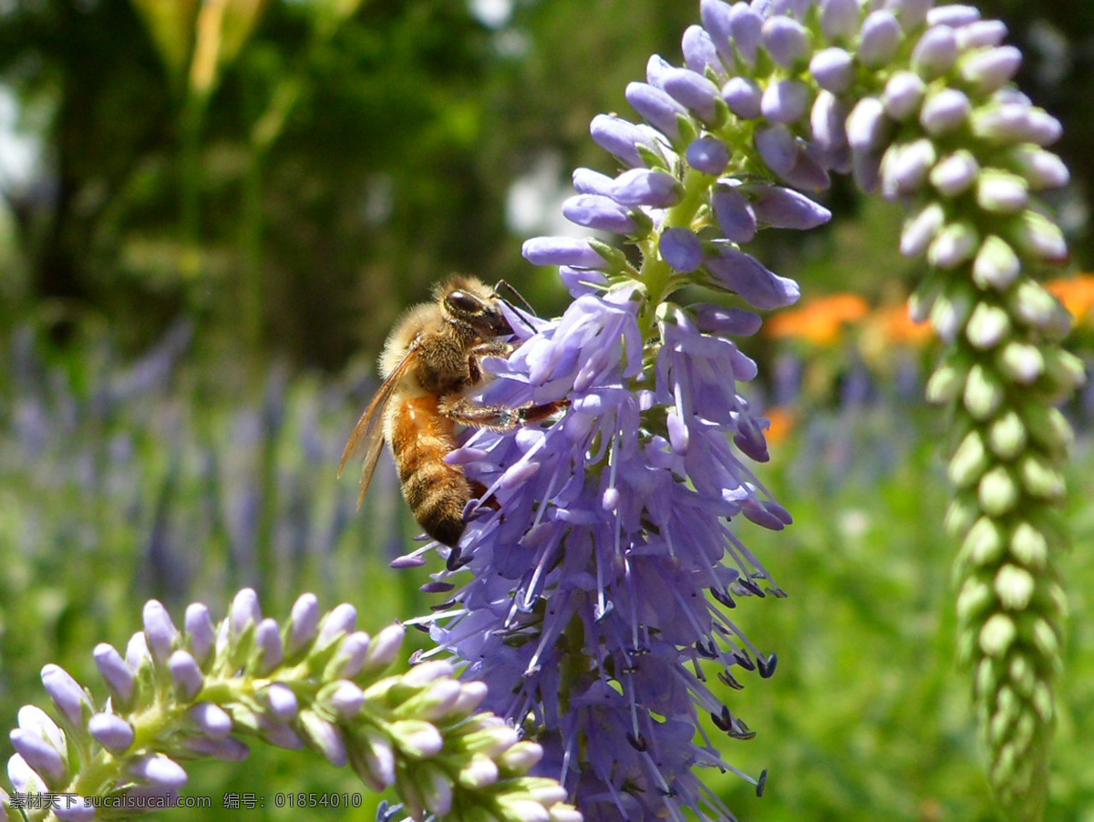 春天 花丛 昆虫 绿草地 蜜蜂 蜜蜂采蜜 生物世界 采 蜜 薰衣草 采蜜 psd源文件