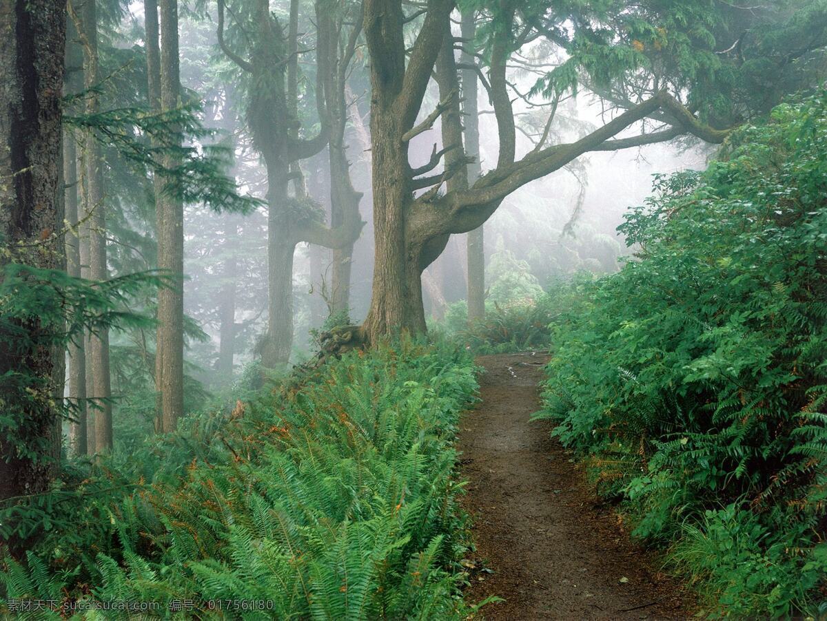 优美 林间 小道 风景 高清 生活 旅游餐饮