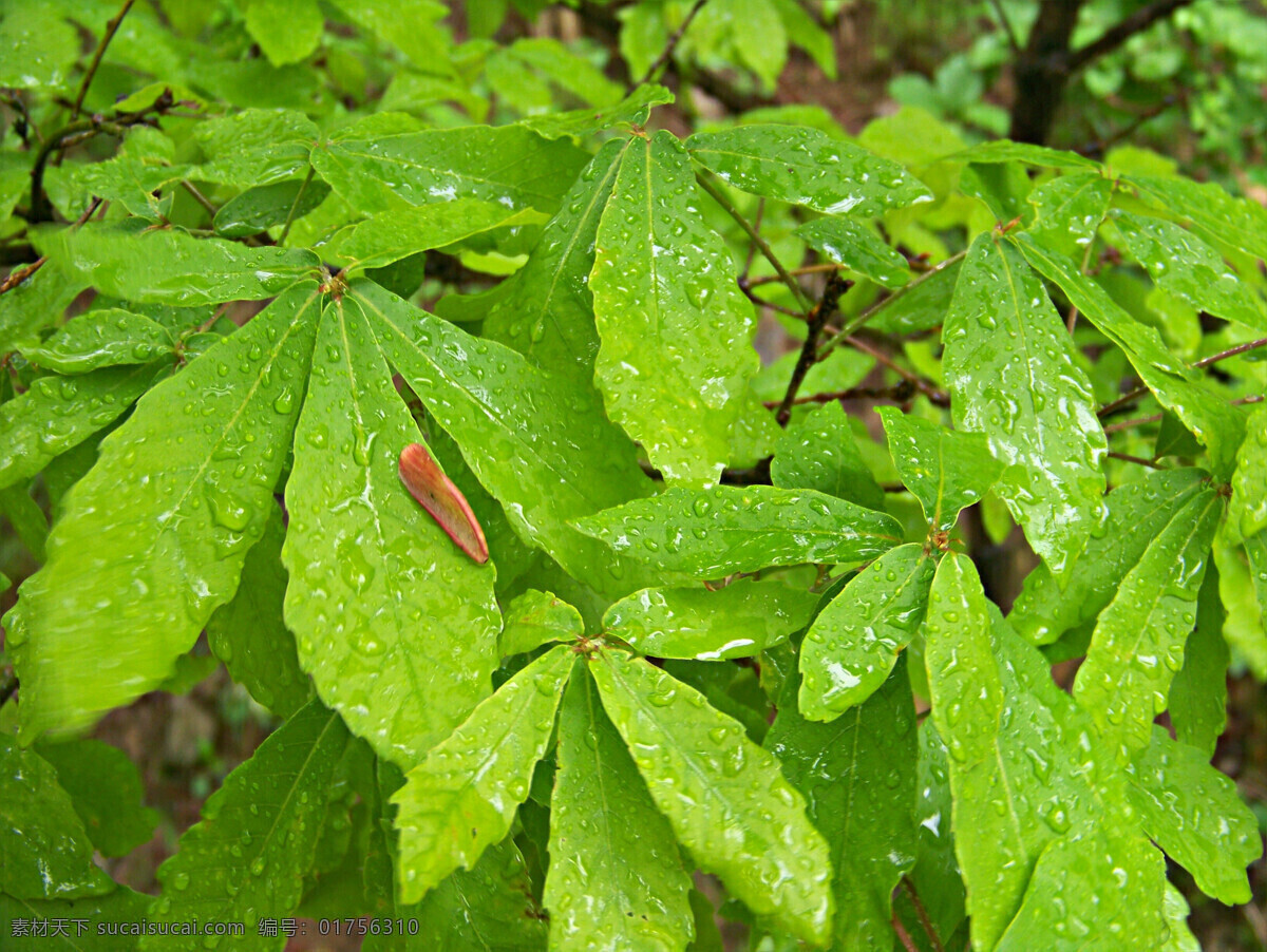 雨 后 树叶 花瓣 绿色 摄影图库 生物世界 树木树叶 树枝 水滴 雨后的树叶 雨后 psd源文件