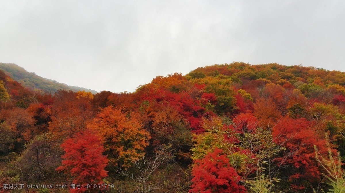 秋天 山里 红叶 枫叶 秋色 景色 自然风景 自然景观