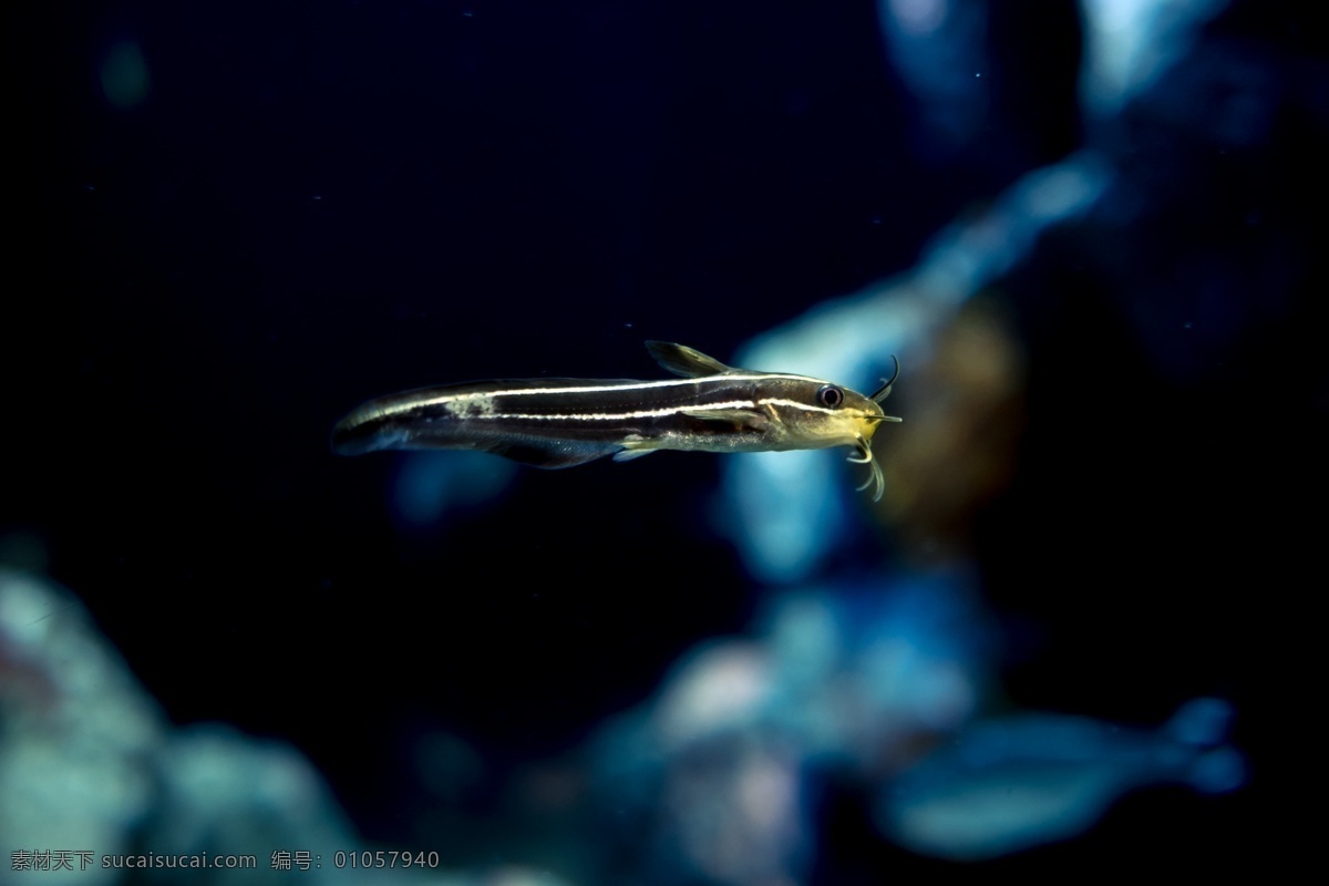 海洋生物 海洋世界 海洋鱼类 鱼缸 海洋鱼 海洋动物 海洋 观赏 观赏鱼 鱼 鲶鱼 泥鳅 虎鱼 32海洋生物 生物世界