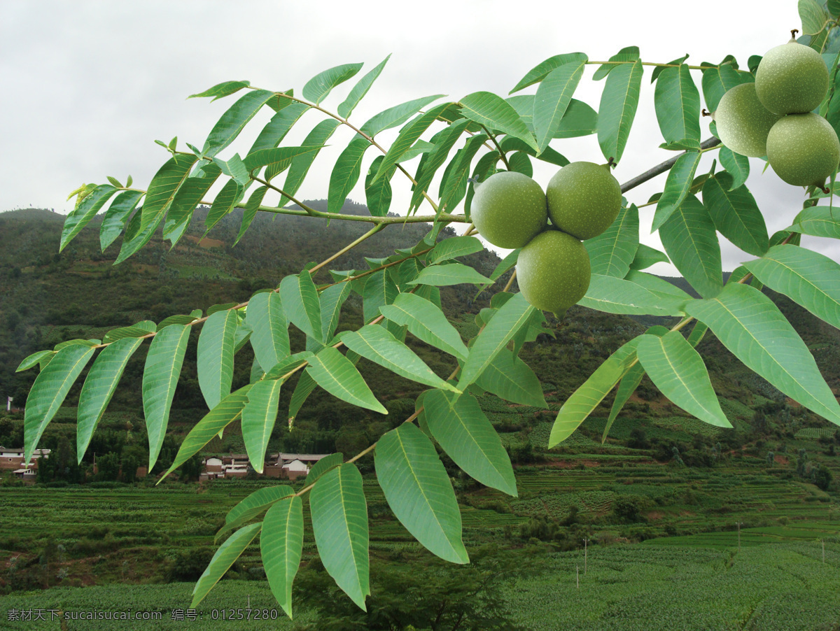 核桃 核桃树 核桃枝 核桃果 绿色植物 果实 枝叶 树枝 植物 经济林果 自然景观 自然风景 摄影图库