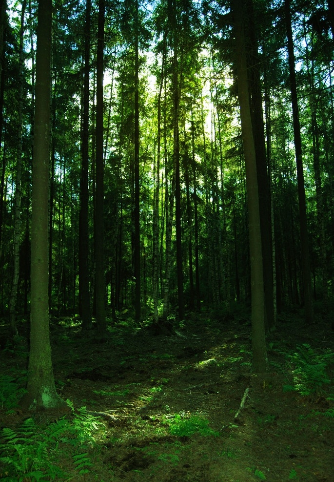 森林 风光摄影 摄影素材 自然风光 森林景色 森林摄影 树木 林子 树林 森林图片 森林素材 树木树叶 生物世界