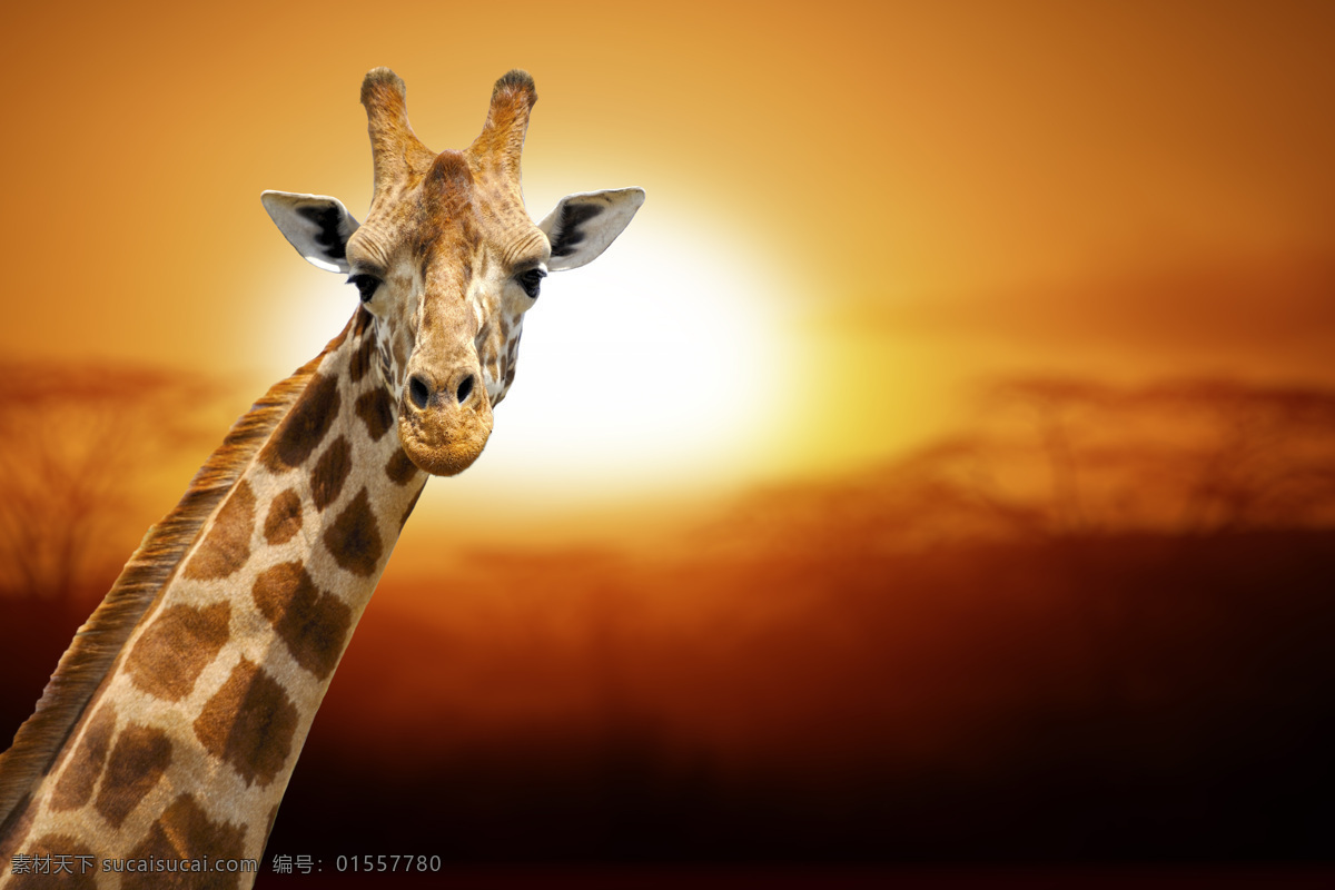 长颈鹿 长颈鹿图片 鹿 动物 陆地动物 野生动物 动物世界 动物摄影 生物世界 黑色