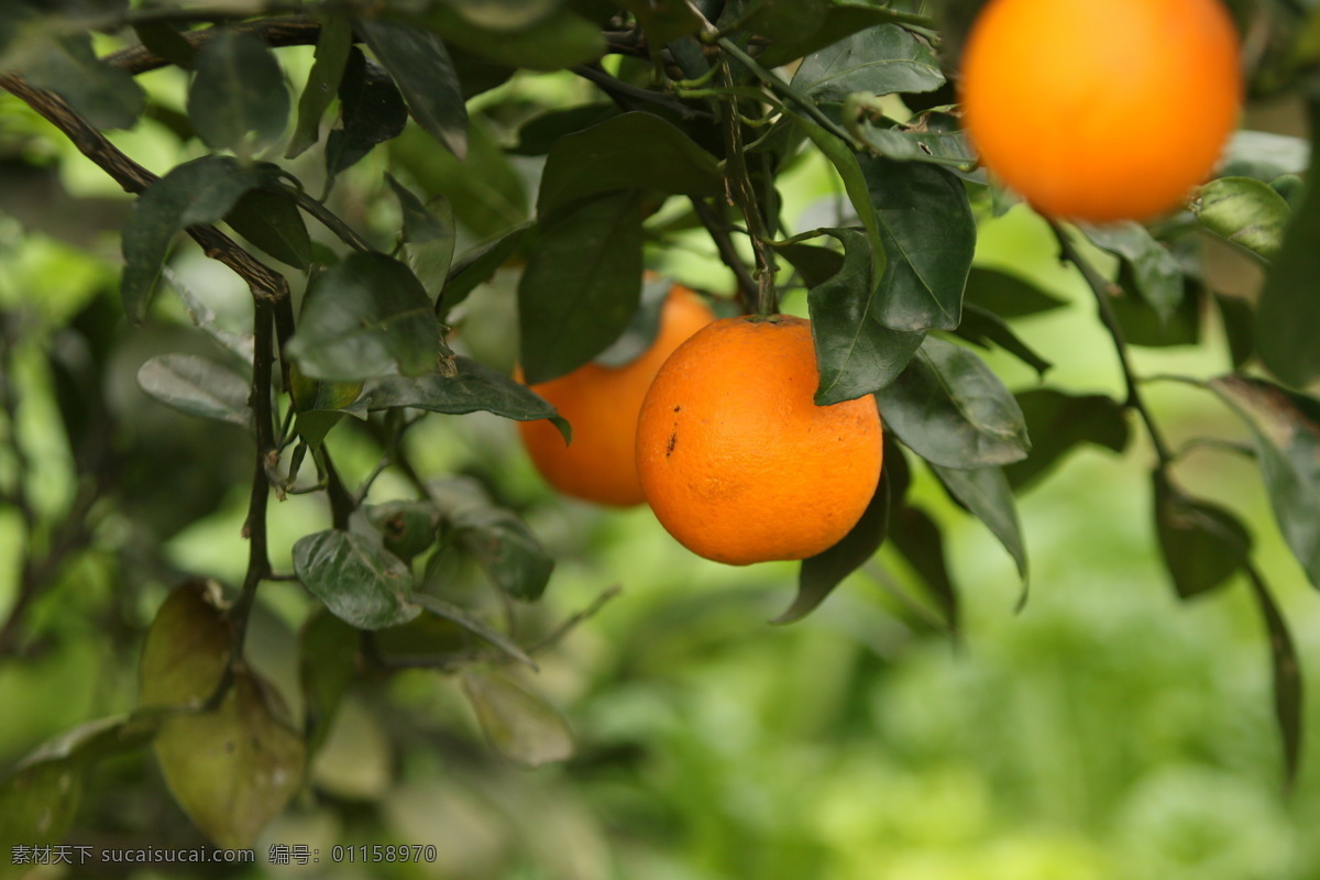 农家 新鲜脐橙 树上脐橙 橙子素材 生物世界 水果