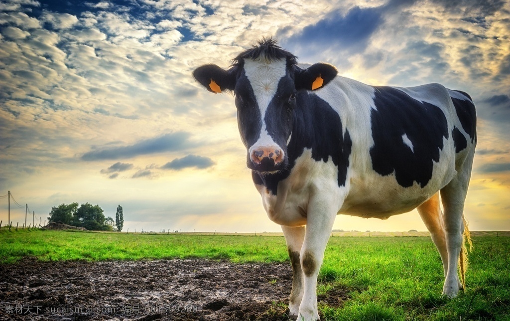 奶牛 牛群 牧场 奶牛场 农场 畜牧业 畜牧 产业 农业 生态农业 生态农场 牛特写 牛素材 动物 可爱奶牛 生物世界 家禽家畜
