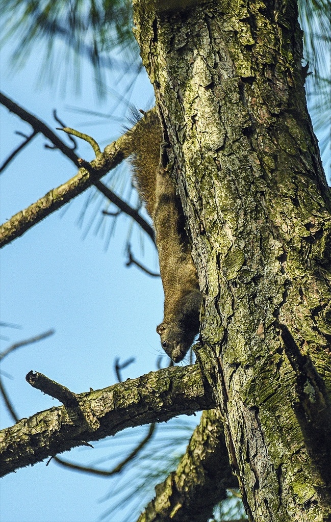 松树 松 树 枝干 老树 生物 大自然 鼠类 摄影作品 生物世界 野生动物
