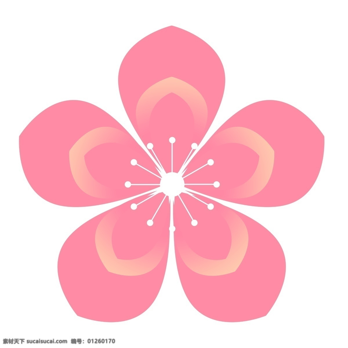 精美 六 瓣 粉色 樱花 花卉 植物