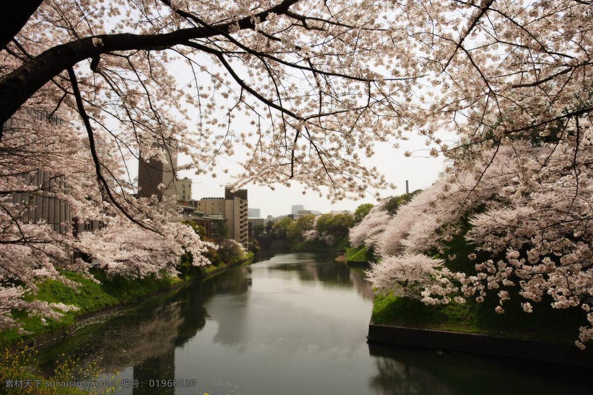 樱花树 树 日本樱花树 樱花花瓣 河流 小溪 摄影图 高清 大图 花草 生物世界