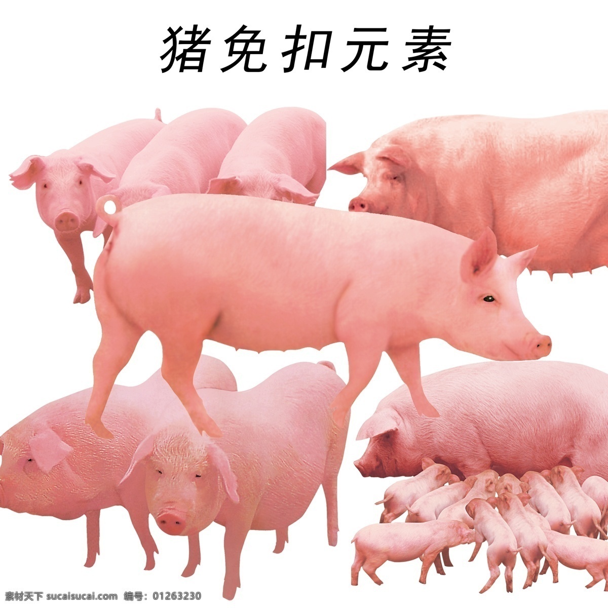 猪免扣素材 猪 猪免扣 猪素材 猪元素 猪图片 李世亮 共享设计 分层