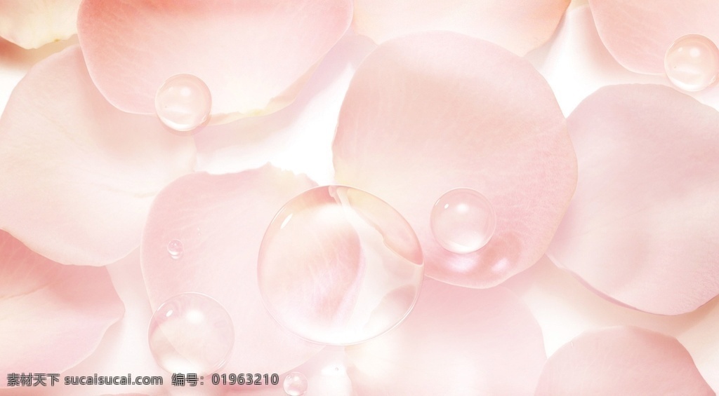 水珠 花瓣 背景 图 玫瑰花瓣 化妆品背景 护肤背景 粉色 单张图片