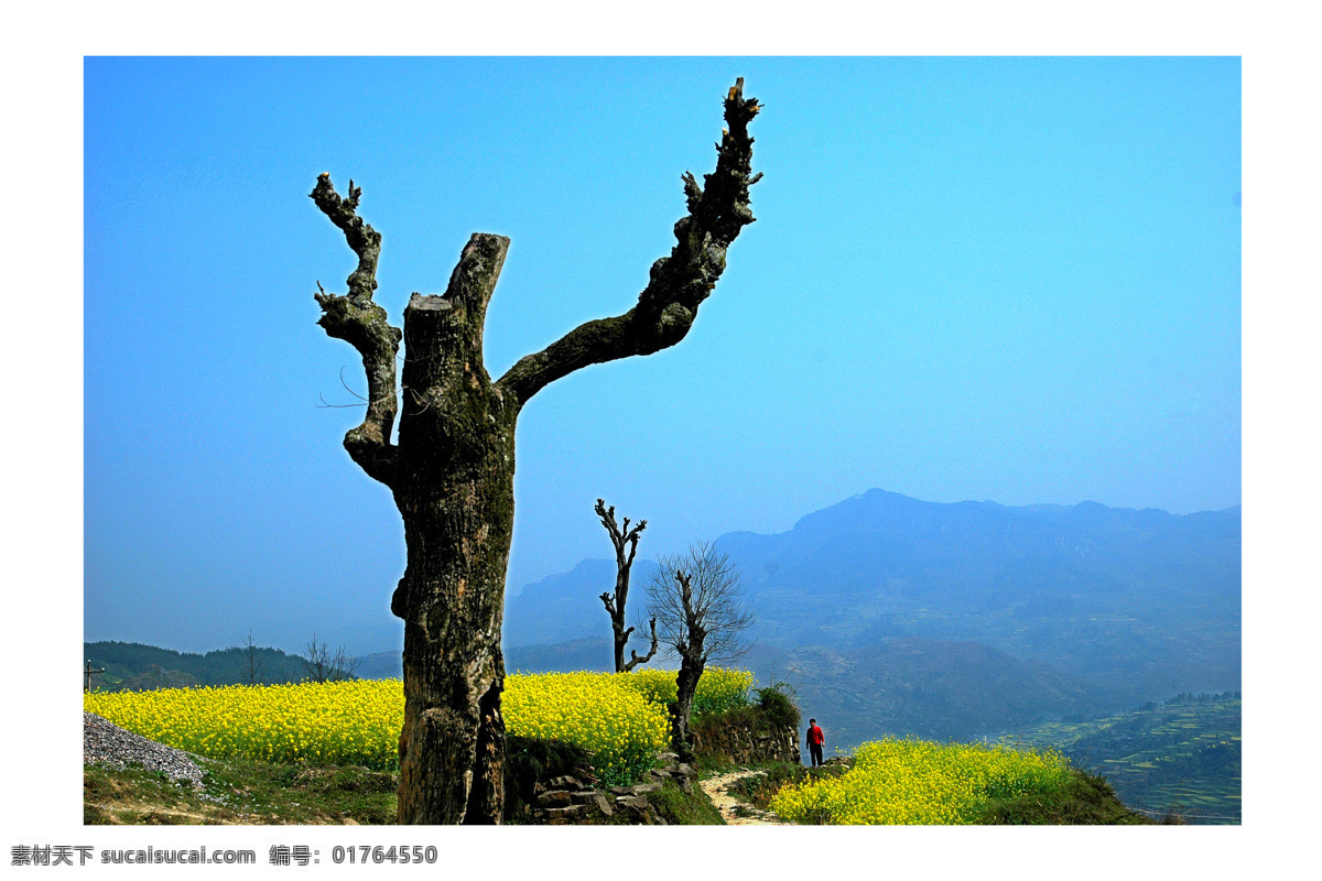 枯木逢春 蓝色天空 油菜花 乡间小路 山脉 枯木 田园风光 自然景观