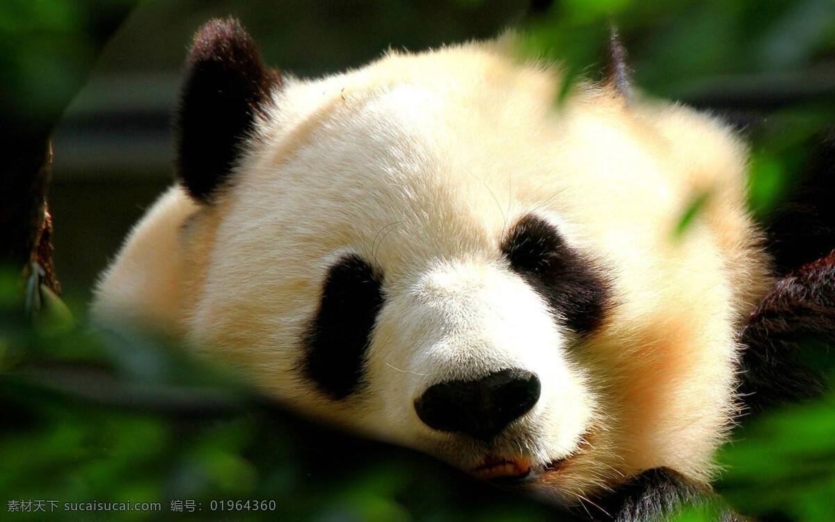 可爱 大熊猫 照片 高清 野生动物 生物世界