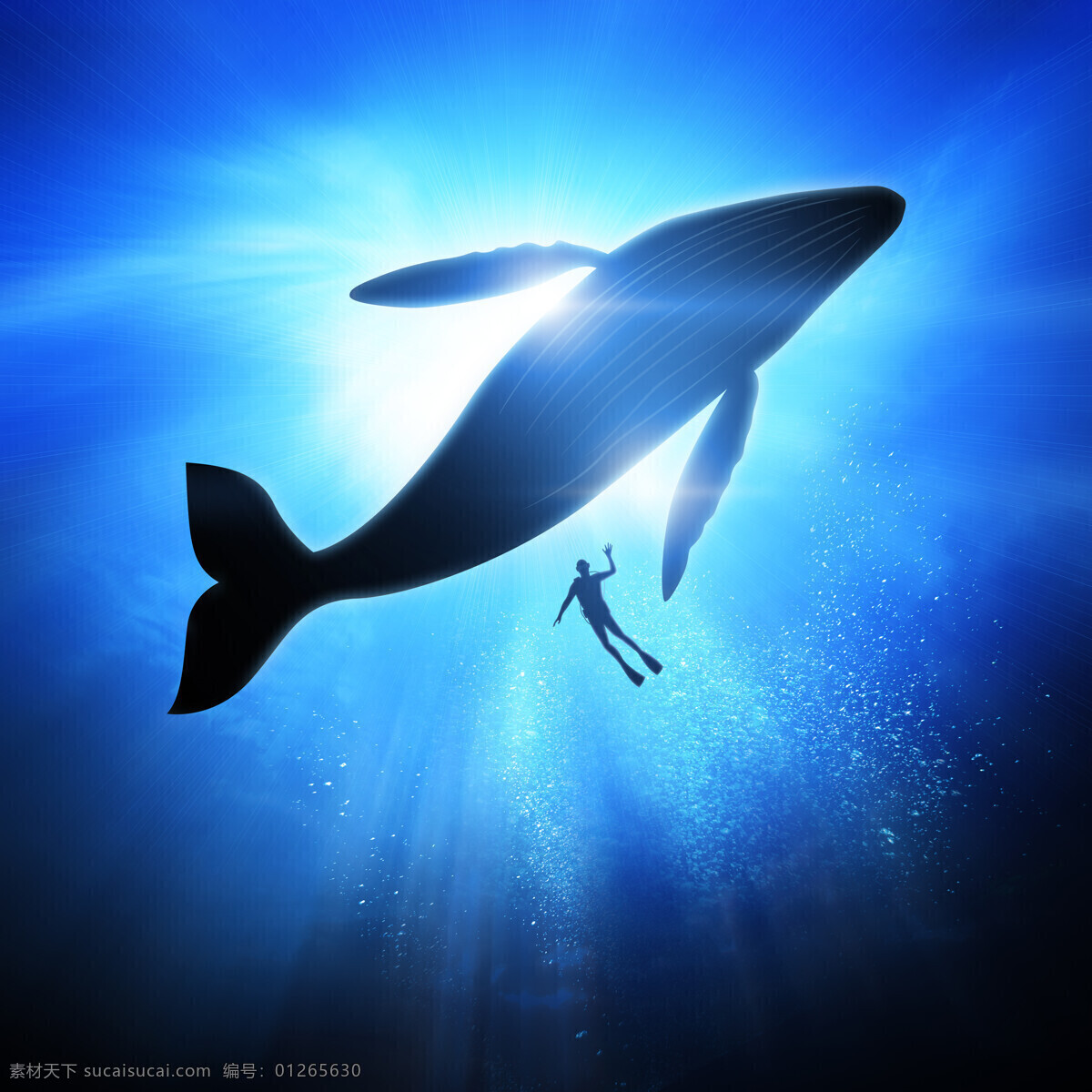 虎鲸 海洋动物 跳跃 海洋 遨游 野生动物 海洋生物 动物表演 大海 动物 动物世界 动物素材 野生动物摄影 海洋鲸鱼 生物世界