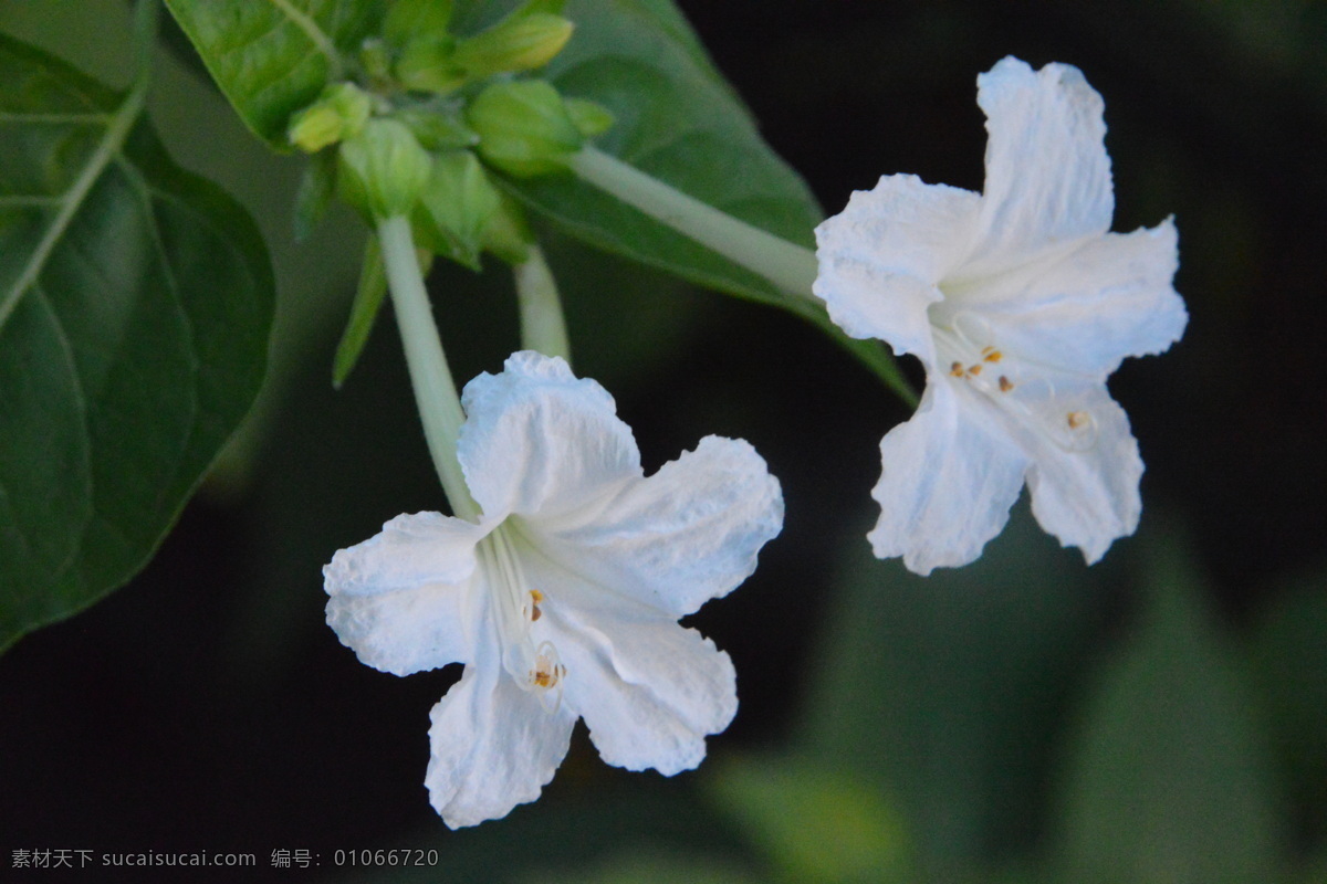 草茉莉 紫茉莉 夜饭花 潮来花 夜娇娇 洗澡花 花卉 花朵 植物 花儿 花草 草花儿 花卉大观园 生物世界