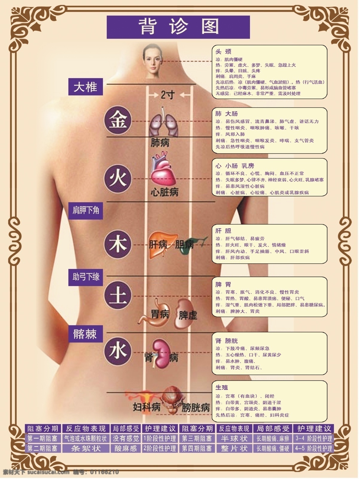 背 诊 图 背部 保健 诊疗 背诊 背诊图 背诊解析 背诊说明 养生 理疗 排淤 展板模板 分层 白色