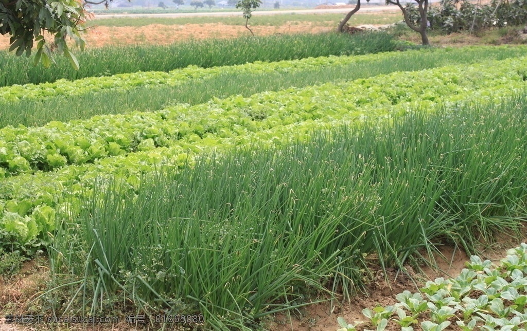 小葱 农场 青菜 蔬菜 田园风光 自然景观