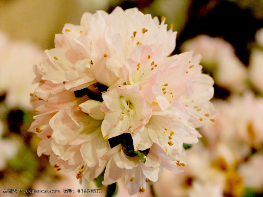 位图免费下载 服装图案 花朵 位图 野花 植物 写实花卉 面料图库 服装设计 图案花型