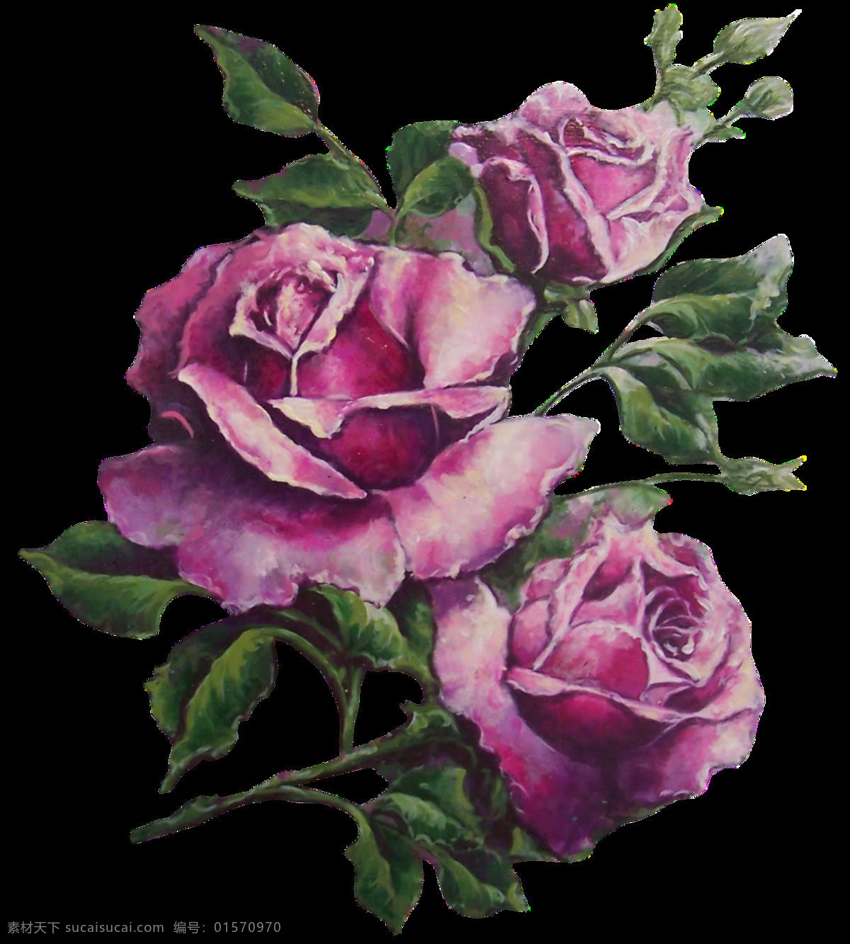 手绘 逼真 紫色 玫瑰花 透明 水彩 深绿色 绽放 高贵 透明素材 免扣素材 装饰图片