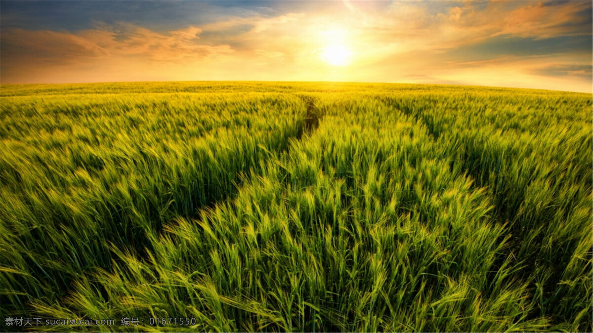 唯美夕阳余晖 唯美 高清 夕阳 自然风光 田园 余晖 小麦 麦穗 麦子 风景 自然景观 田园风光