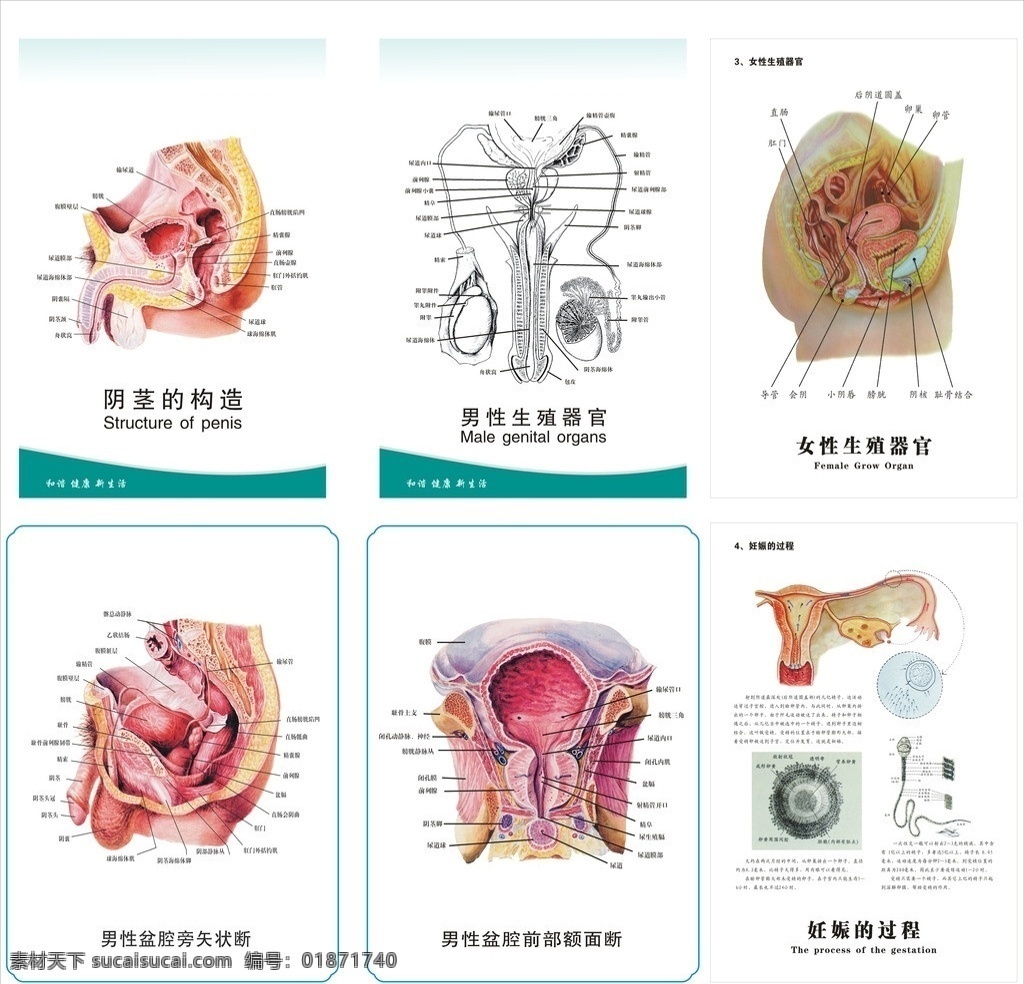 生殖图谱 男性 女性 展板 解剖 阴茎的构造 生殖器官 盆腔 旁 矢 状 断 前部 额 妊娠的过程 cdr格式 矢量