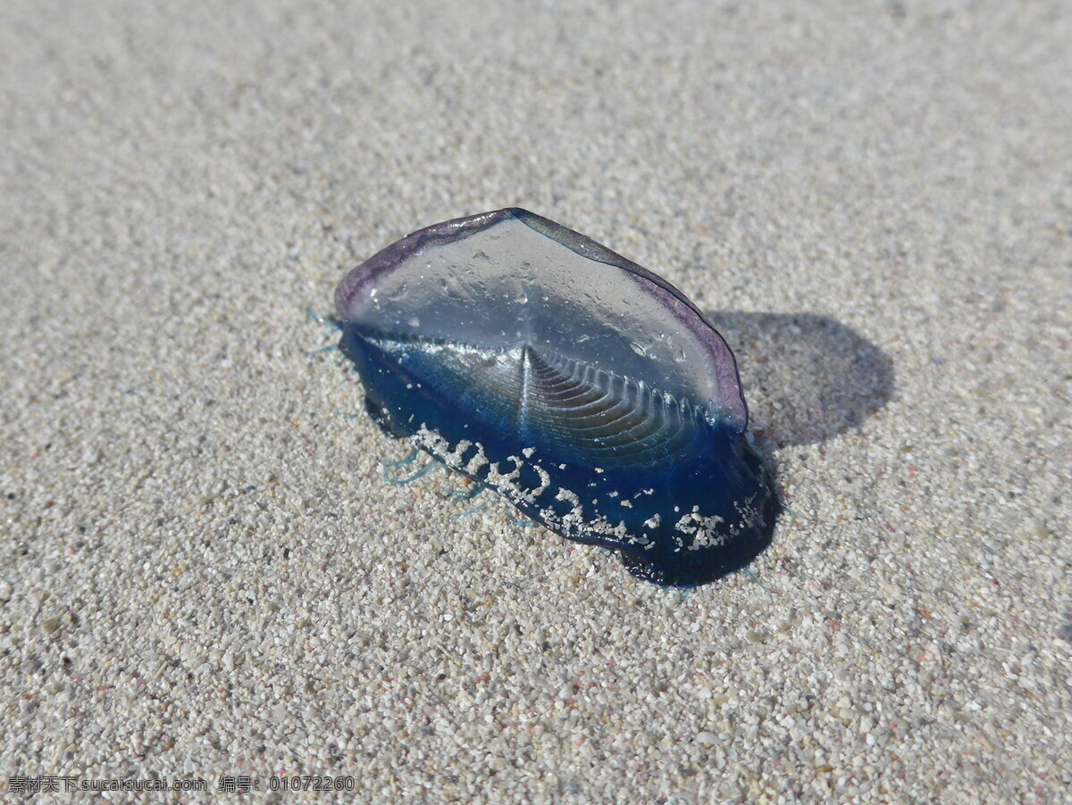 海边 海岸 水母 高清 浮游生物 沙滩 软体动物 海洋生物