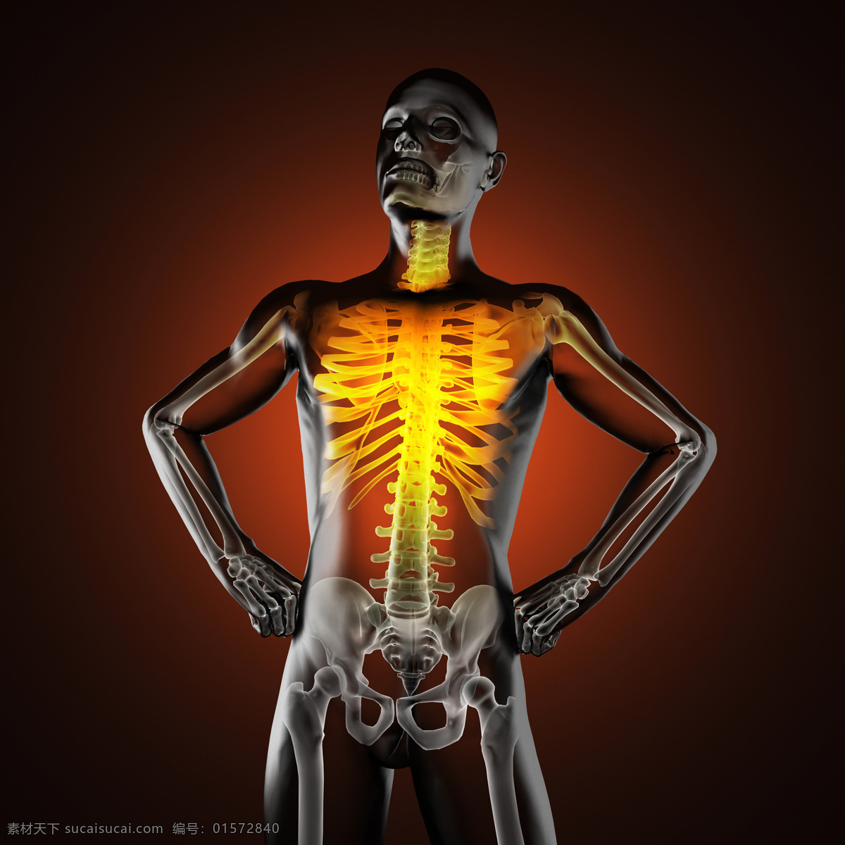 男性 人体 骨骼 男性人体骨骼 骨架 人体器官 医学 医疗科学 人体器官图 人物图片