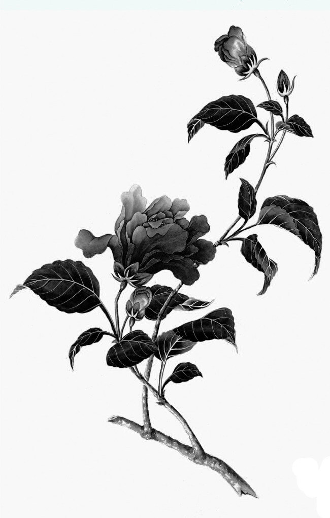 黑白茶花素描 黑白 茶花 素描 花朵 花蕾 黑白花