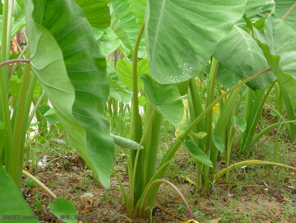 香芋 芋头 芋 植物 绿色 生物世界 树木树叶 摄影图库