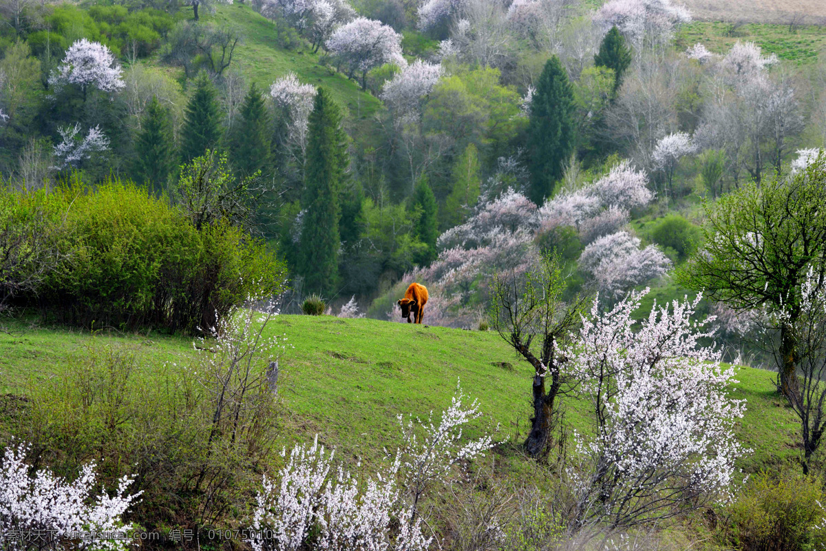 野果林 绿山 绿树 花海 风景画 自然风景 自然景观