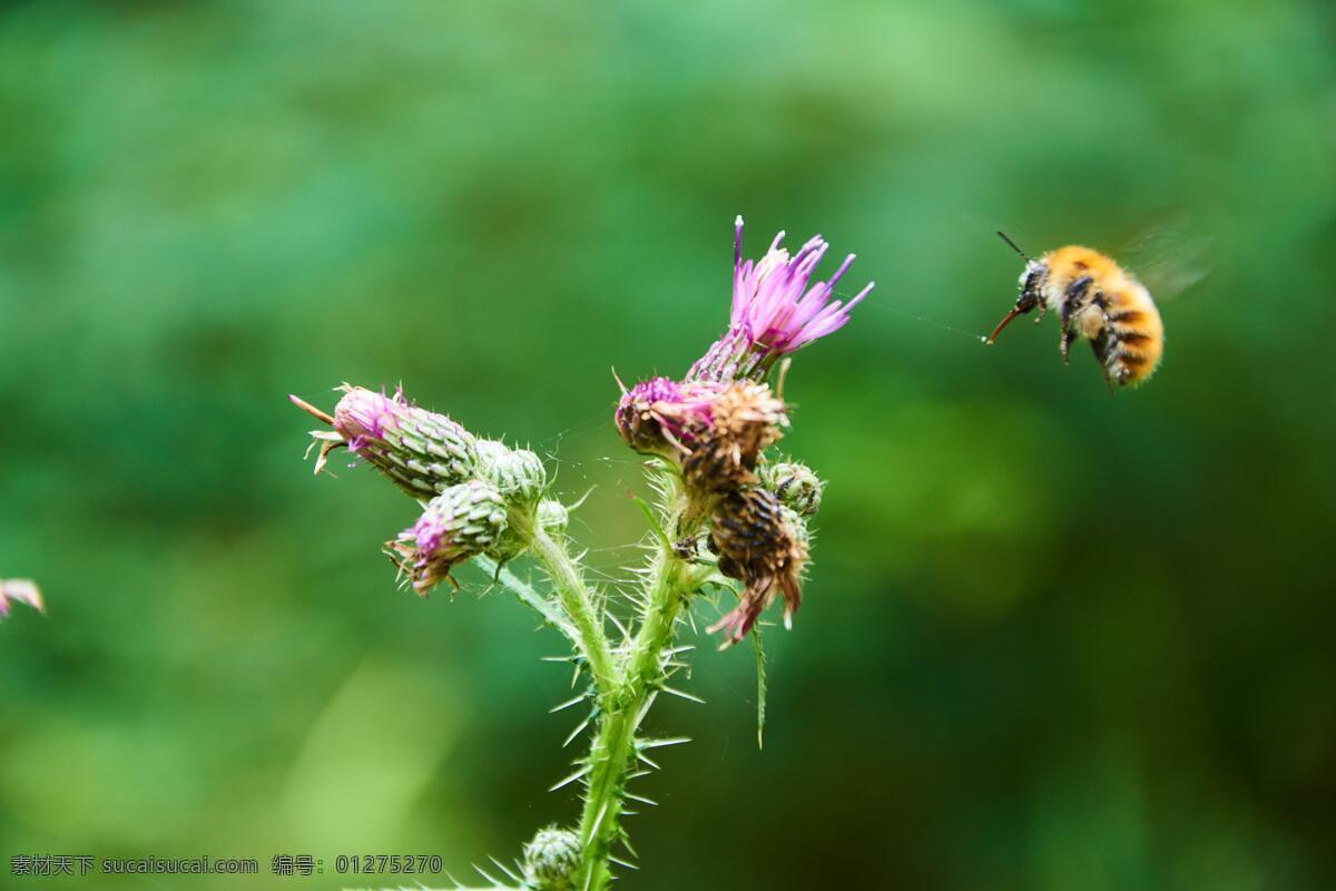 蜜蜂 采花 花朵 花卉 开放 微距摄影 小清新 唯美 生活百科 生活素材 生物世界 昆虫