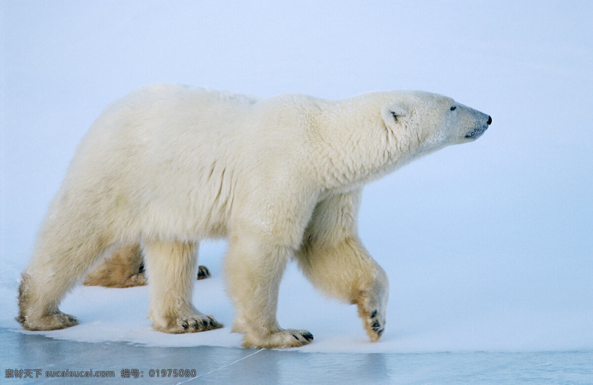 雪地 上 北极熊 脯乳动物 保护动物 熊 野生动物 动物世界 摄影图 陆地动物 生物世界